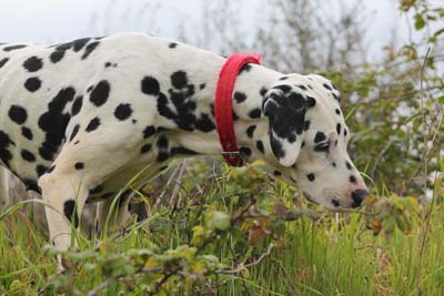 image for Preventing Outdoor Pet Poisoning
